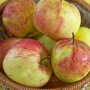 Appelboom 'James Grieve' hoogstam (zelfbestuivend) oogst